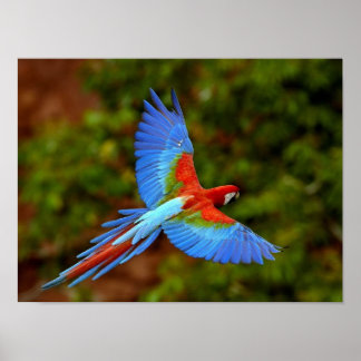 Fliegender Ara Druck Poster