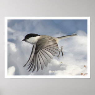Fliegender Chickadee-Druck Poster