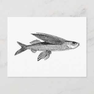 Fliegender Fisch Vintage-Zeichnung Postkarte
