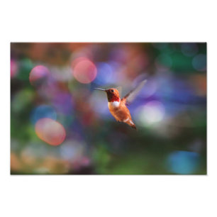 Fliegender Kolibri und farbenfroher Hintergrund Fotodruck