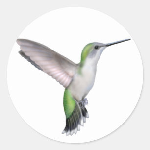 Fliegender weiblicher karminroter Throated Runder Aufkleber