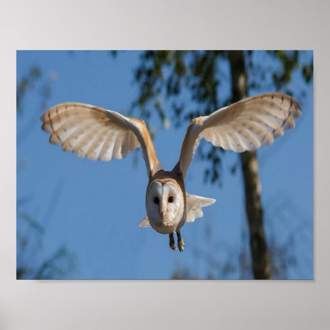 Fliegeneule Poster (Vorne)