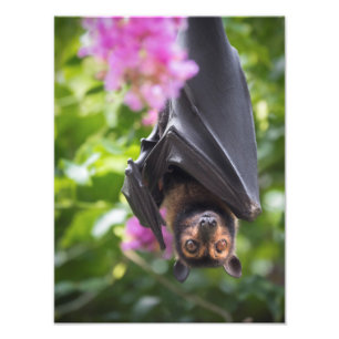 Fliegenfox-Frucht-Schläger mit Fotodruck