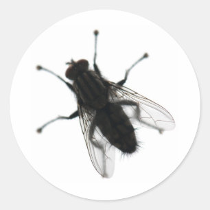 Fliegeninsekt Runder Aufkleber