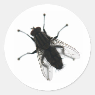 Fliegeninsekt Runder Aufkleber