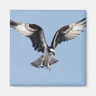 FliegenOsprey Magnet