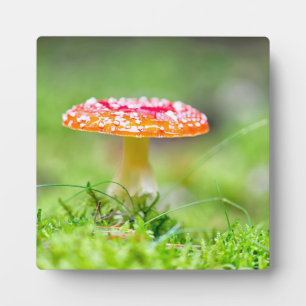Fliegenpilz Fotoplatte
