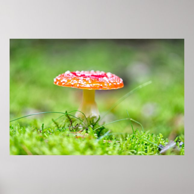 Fliegenpilz Poster (Vorne)