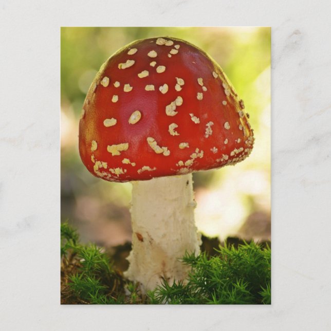 Fliegenpilz Postkarte (Vorderseite)