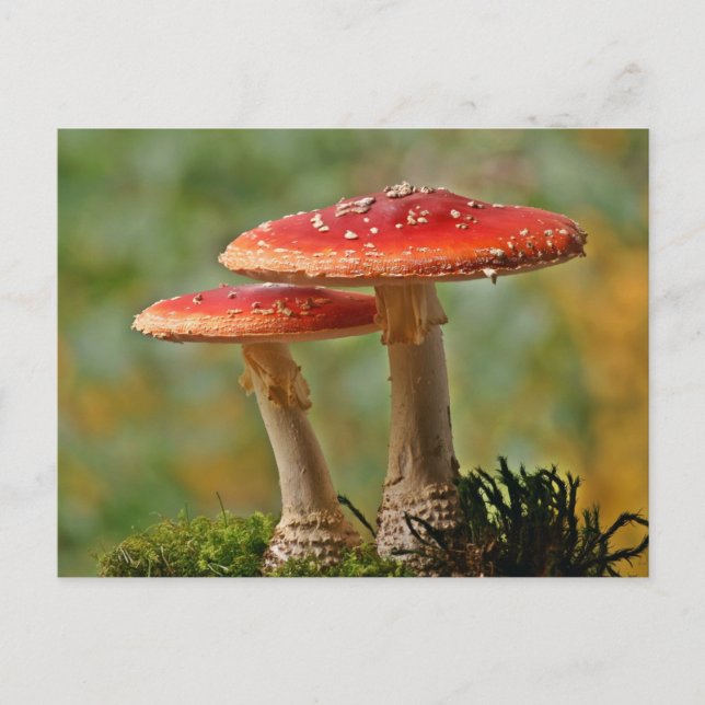 Fliegenpilze Postkarte (Vorderseite)