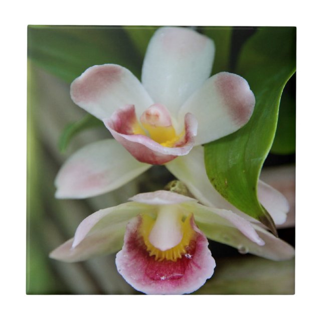 Fliese - fächerförmige Orchidee (Vorderseite)