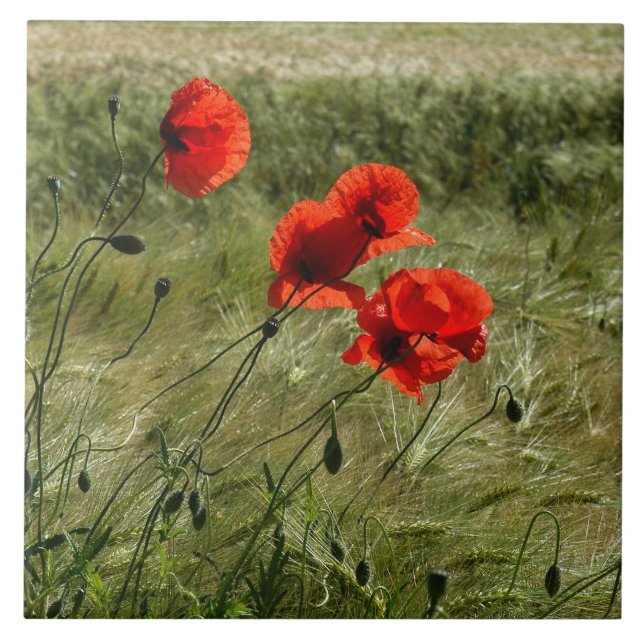 Fliese mit Klatschmohn 02 (Vorderseite)