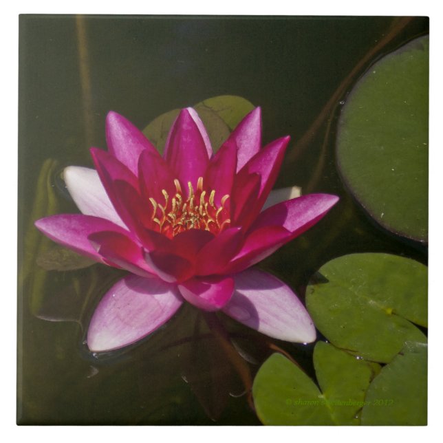 Fliesen/Trivet, "PINK LOTUS BLOSSOM" Fliese (Vorderseite)
