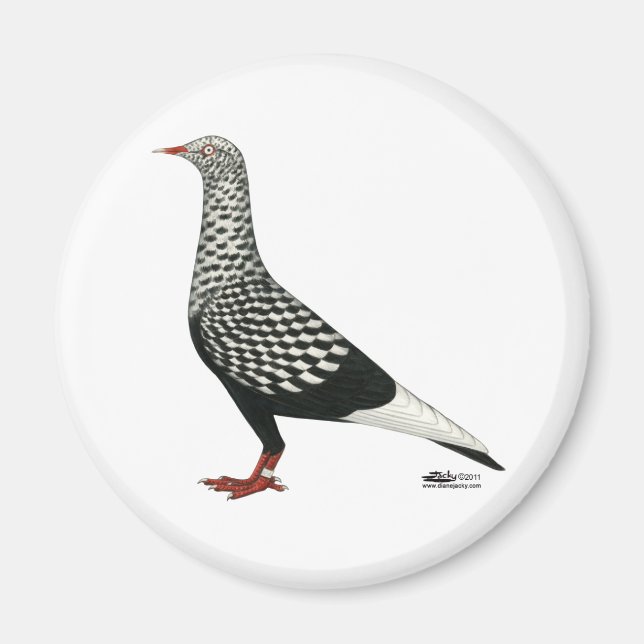 Flight Teager-Taube Magnet (Vorne)