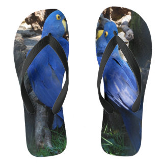 Flip Flops _ Papageien _ Kuss
