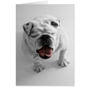 Flippige Bulldoggen-leere Karte