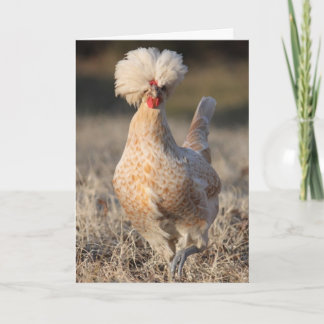 Flippige Huhn-Gruß-Karte Karte