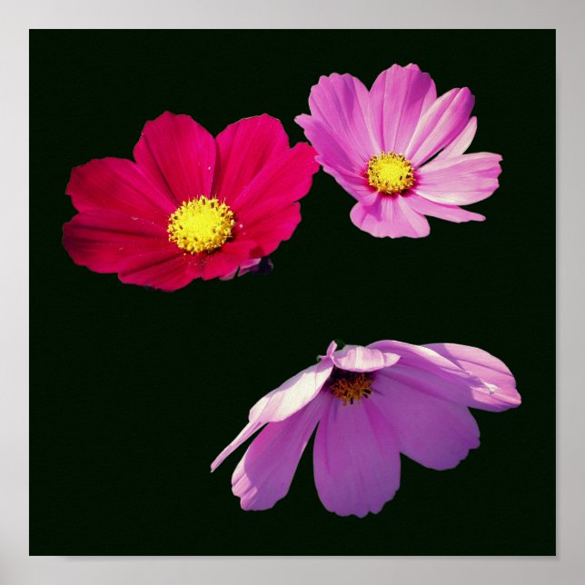 Floating Cosmos Daisy Blume Trio Poster (Vorne)