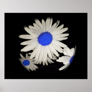 Floating Daisies Poster