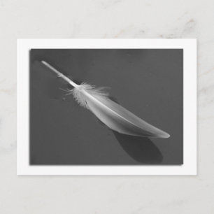 Floating Feather Postcard Postkarte