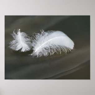 Floating Gänsefeathers Poster