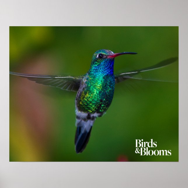 Floating Hummingbird Poster (Vorne)