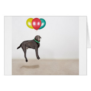 Floating Labrador