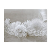 Floating Landelions Black and White Postcard
