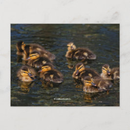 Floating Living Corks: Niedliche Mallard Ducklings Postkarte