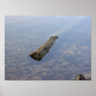Floating Log Foto Poster