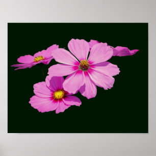 Floating Pink Cosmos Blume Poster