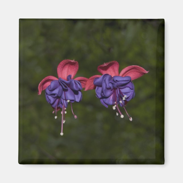 Floating Ribbons Magnet (Vorne)