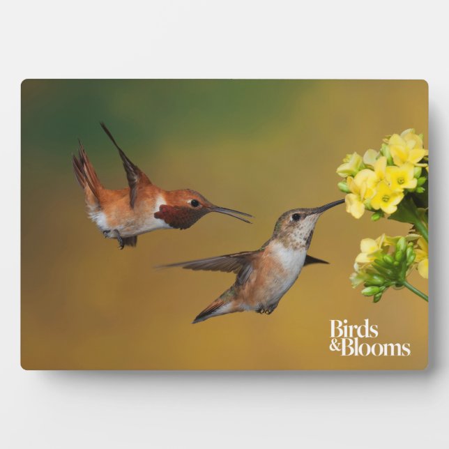 Floating Rufous Hummingbird Fotoplatte (Vorderseite)