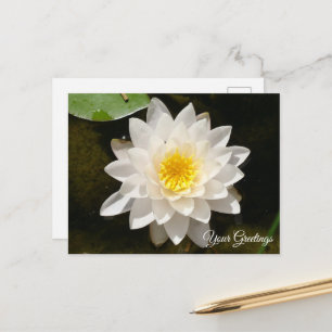 Floating White Wasserlilie Lotus Blank Postcard Postkarte