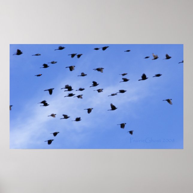 Flock 1 poster (Vorne)