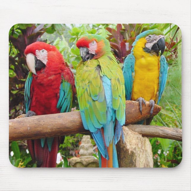 Flock der farbenfrohen Ara Parrots Mousepad (Vorne)