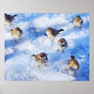 Flock House Sparrows "Passer domesticus" on Poster