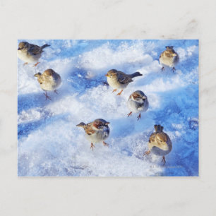 Flock House Sparrows "Passer domesticus" on Postkarte
