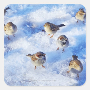 Flock House Sparrows "Passer domesticus" on Quadratischer Aufkleber