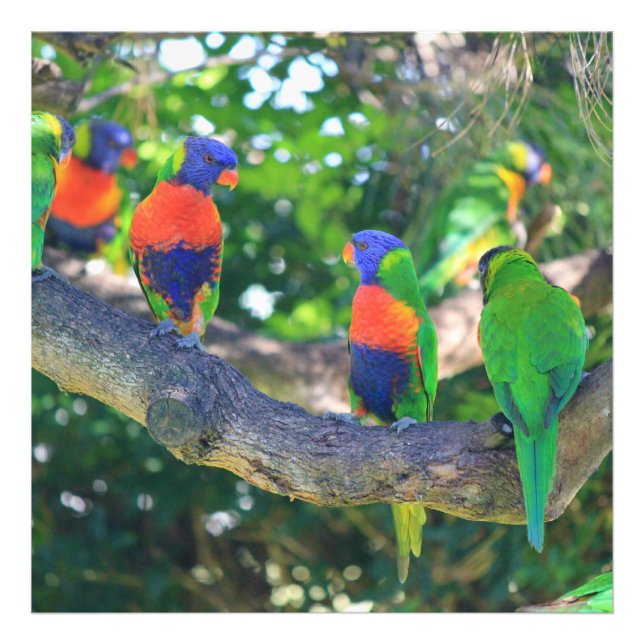 Flock von Regenbogenlängen auf einem Zweig eines B Fotodruck (Vorne)