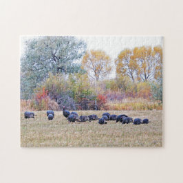 Flock wild lebender Truthühner auf einem Feld