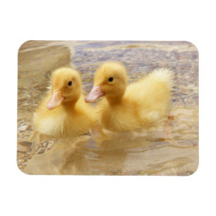 Flockige gelbe Entlein Getty Bild- Magnet