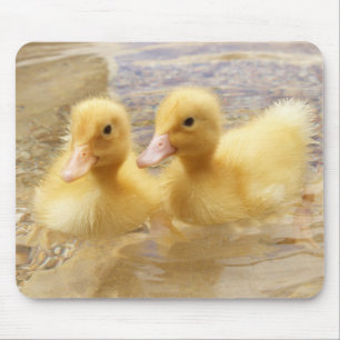 Flockige gelbe Entlein Getty Bild- Mousepad