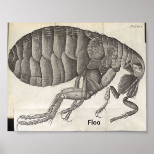 Floh, Floh Poster