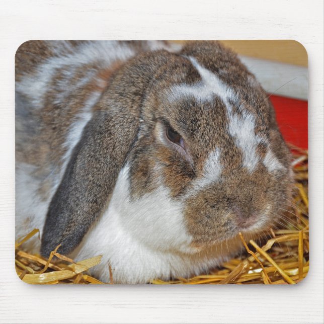 Floppy Eared Bunny Mousepad (Vorne)