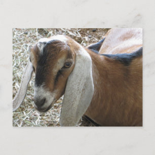 Floppy-Eared Goat Postkarte