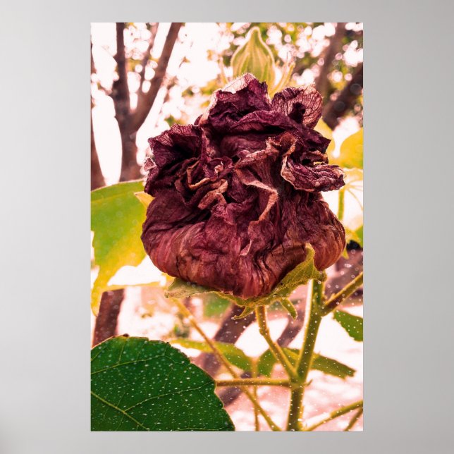 Flor da morte poster (Vorne)