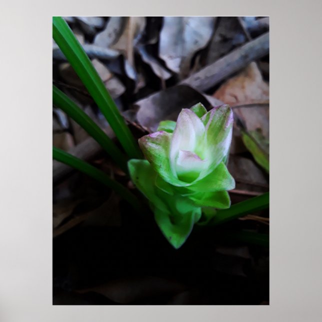 flor de açafrão da terra poster (Vorne)