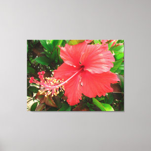 Flor de Amapola Leinwanddruck