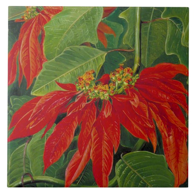 Flor de Pascua oder Osterfeier, berühmte Blume, Fliese (Vorderseite)